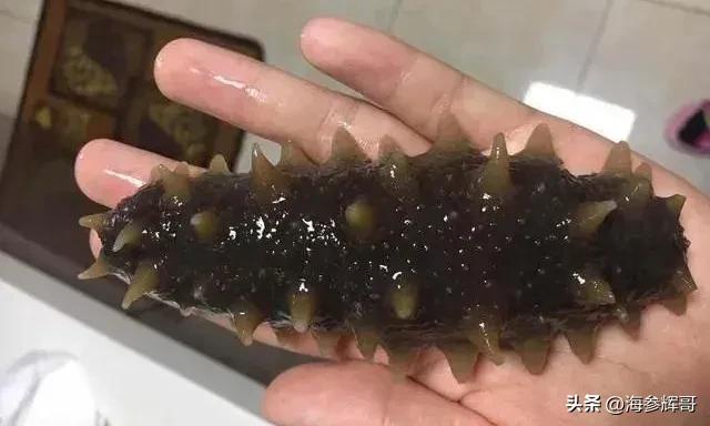 海参一般自己吃多少头的合适,海参自己吃买一斤多少头的好