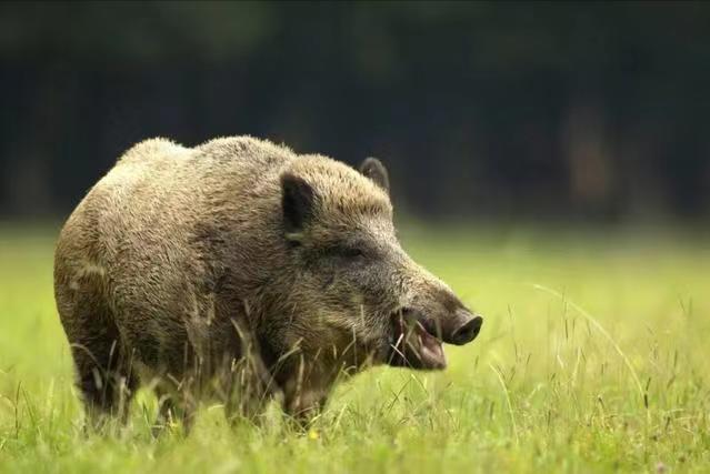 遇到野猪装死有用吗,遇到野猪需要装死吗