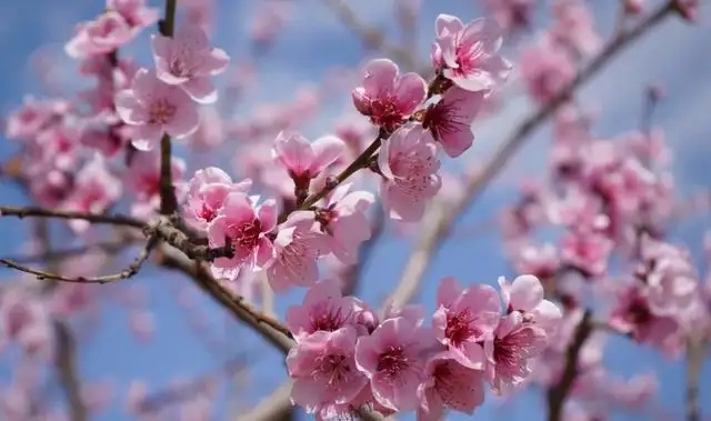 陶渊明诗中的桃花源在哪,陶渊明桃花源记中的桃源