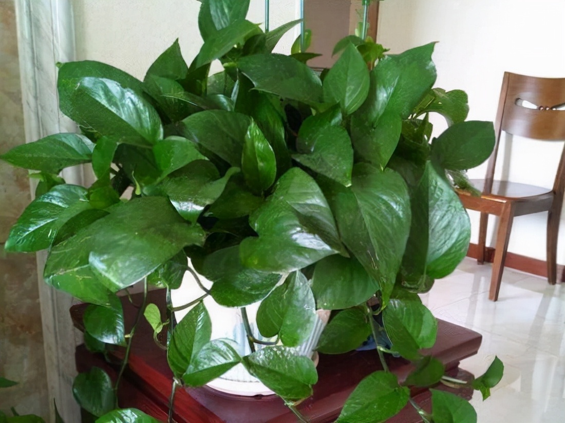 家里光照不足养的花,家里光照不足养什么植物