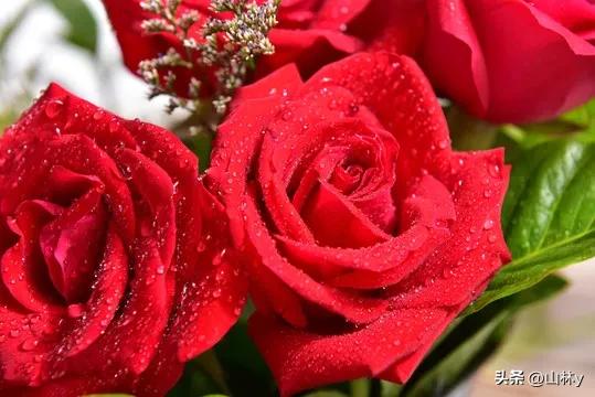 分享玫瑰花的图片,最美的玫瑰花送给最漂亮的你图片