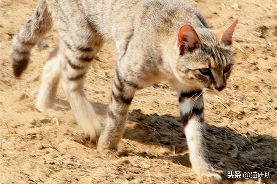 什么猫咪和英短合得来,猫咪长毛英短怎么区分公母