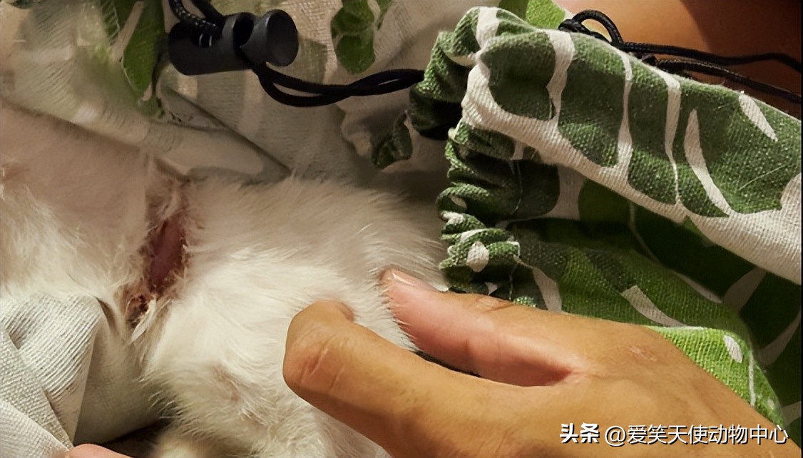 救助|脖子被勒的血痕累累，这只猫到底经历了什么…