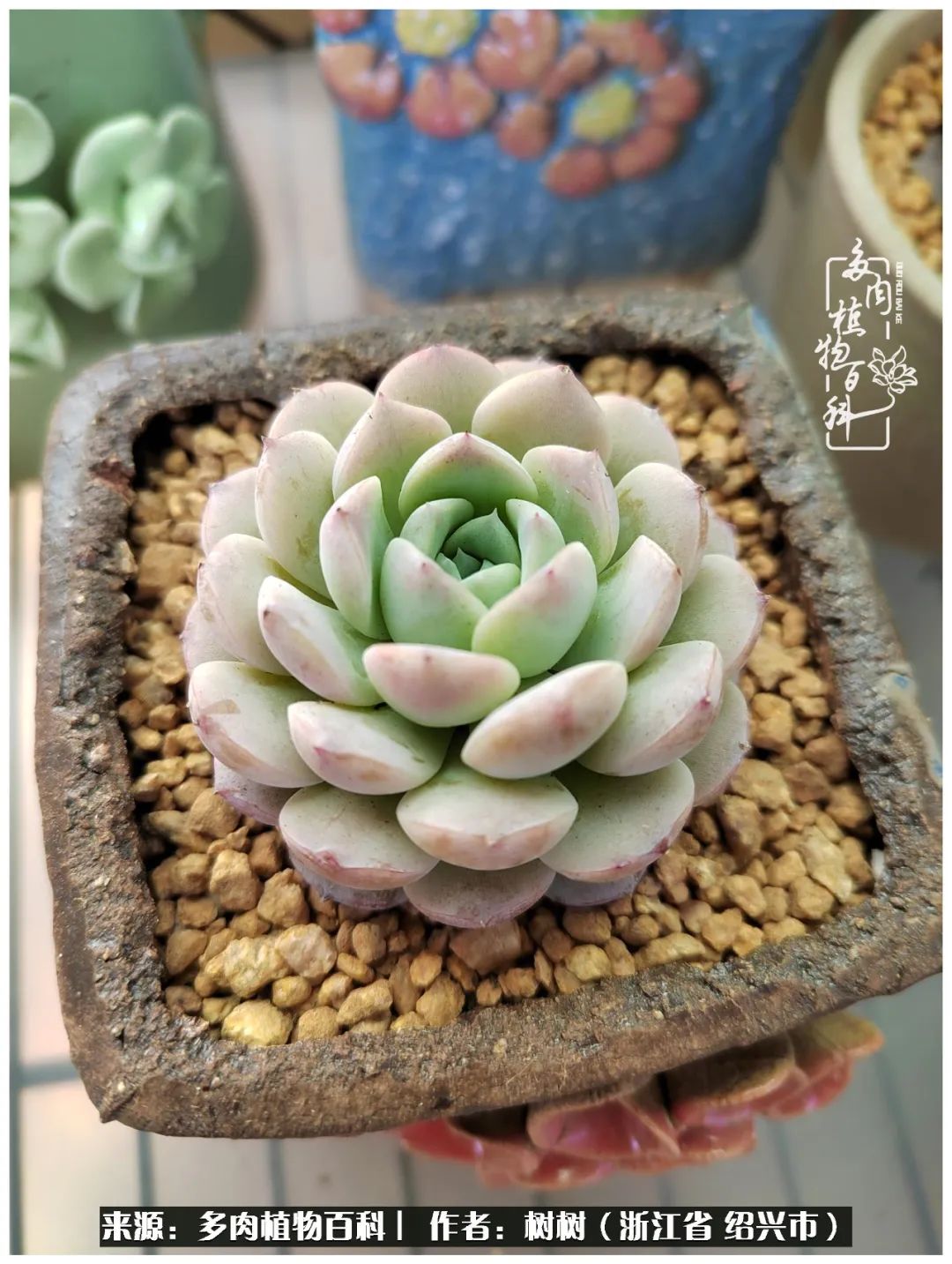 又临寒冬，暖阳下携手肉肉赏姹紫嫣红！