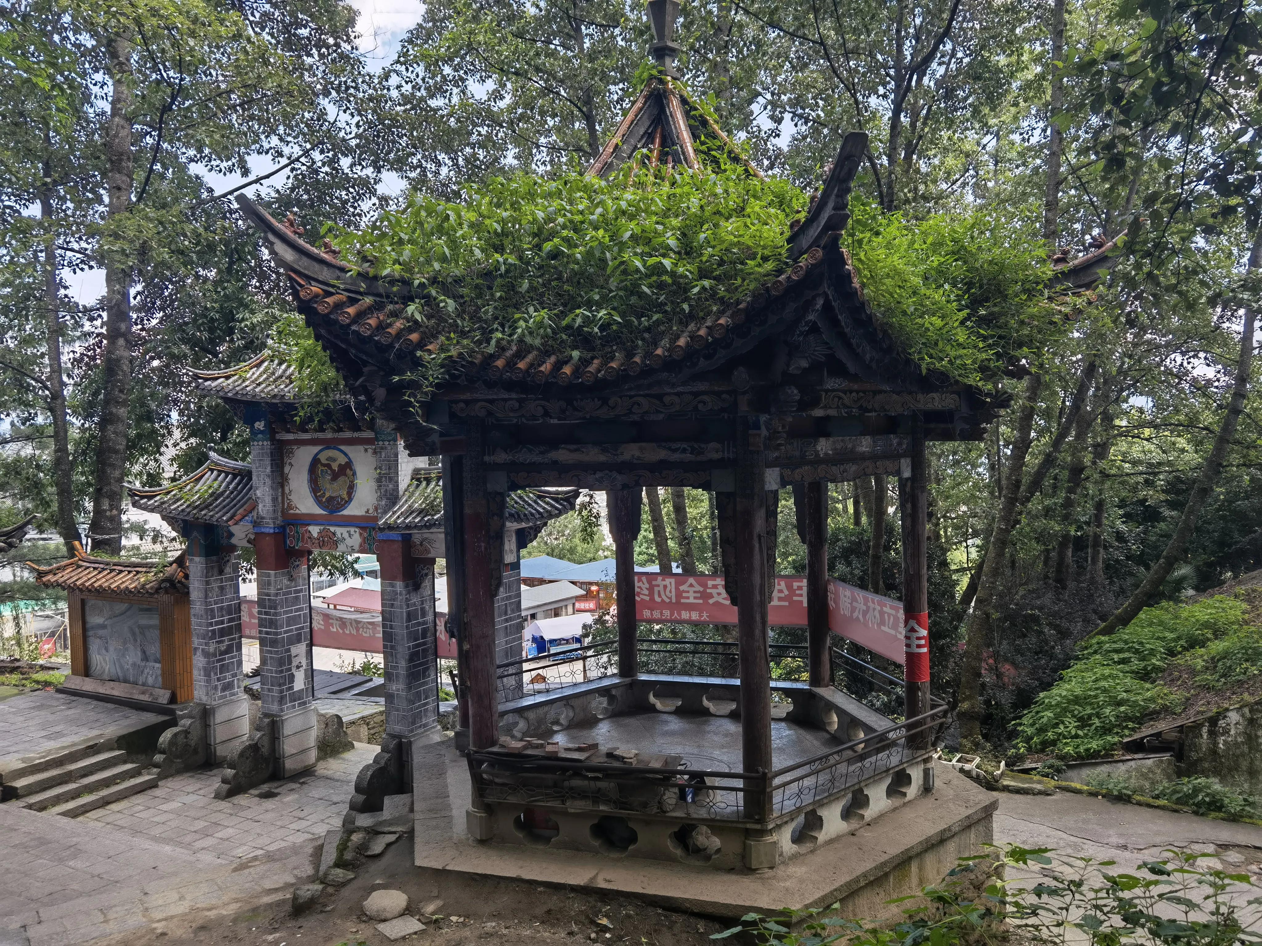 访“滇茶第一”的感通茶