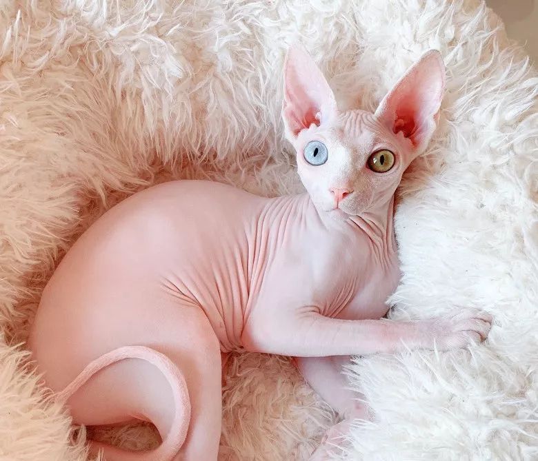 最不值钱的猫有哪几种,养得起这几种猫的都是土豪