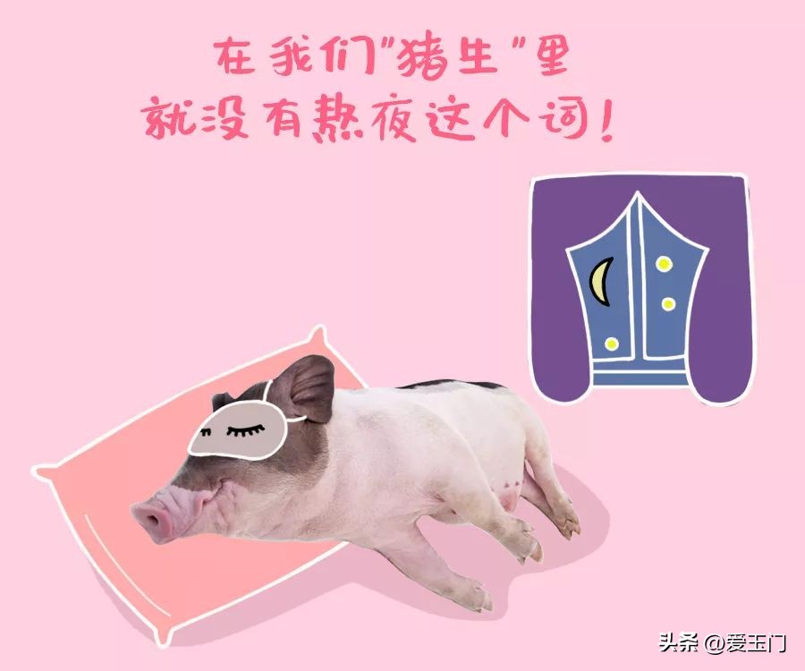 养生要学习,养生要向动物学习