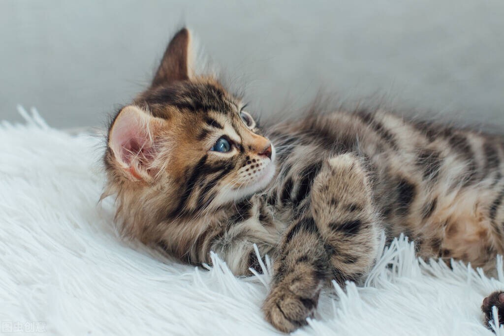 养猫知识猫咪拉不出尿是怎么回事,养猫攻略之猫咪乱尿