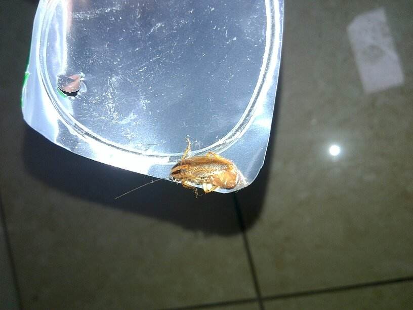 厨房里面的蟑螂怎么预防,如何不用蟑螂药预防蟑螂