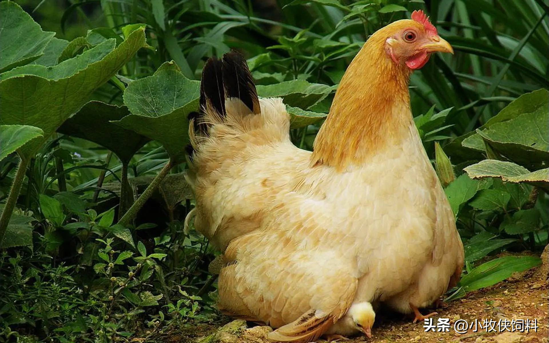 鸡气囊炎什么时候能彻底治好,鸡气囊炎的症状与防治