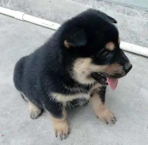 黑子狗狗,黑子狗狗视频