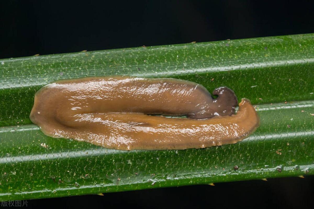 鼻涕虫怎么爬进了屋中,鼻涕虫怎么进到室内的