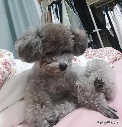 灰色泰迪寻主人云南楚雄,昆明寻找爱犬灰泰迪