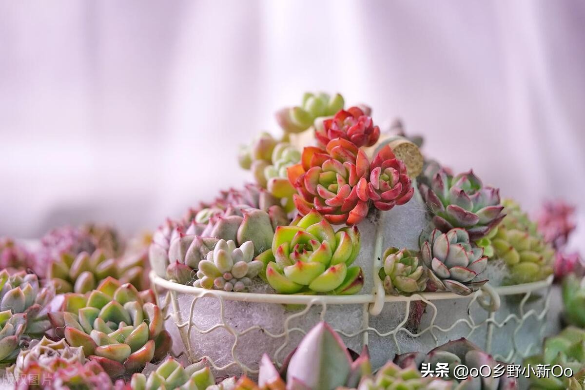 刚种的多肉黑色腐烂根怎么处理,多肉黑叶怎么办夏天