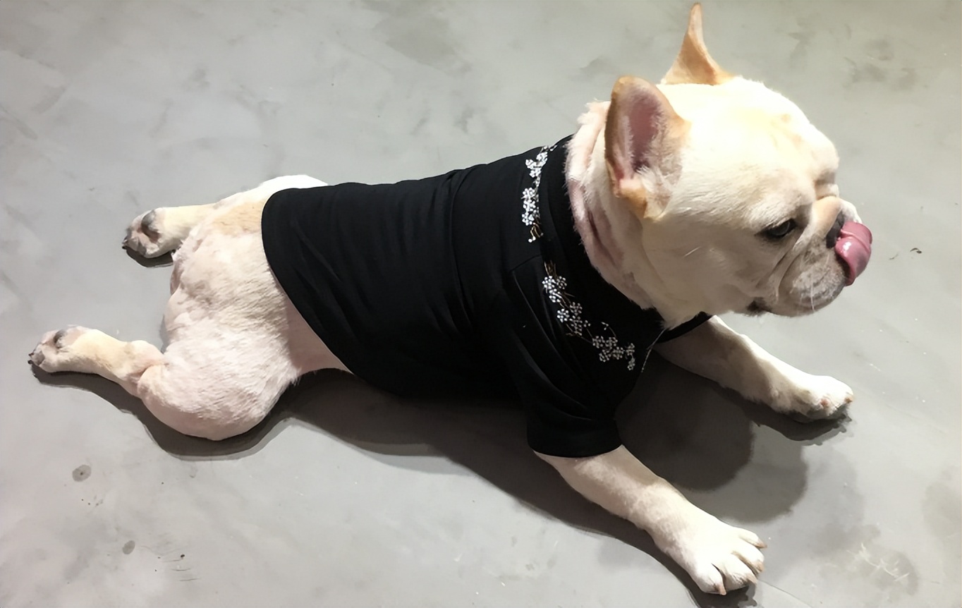 英国斗牛犬和其他的狗狗咋样,美国斗牛犬法国斗牛犬英国斗牛犬