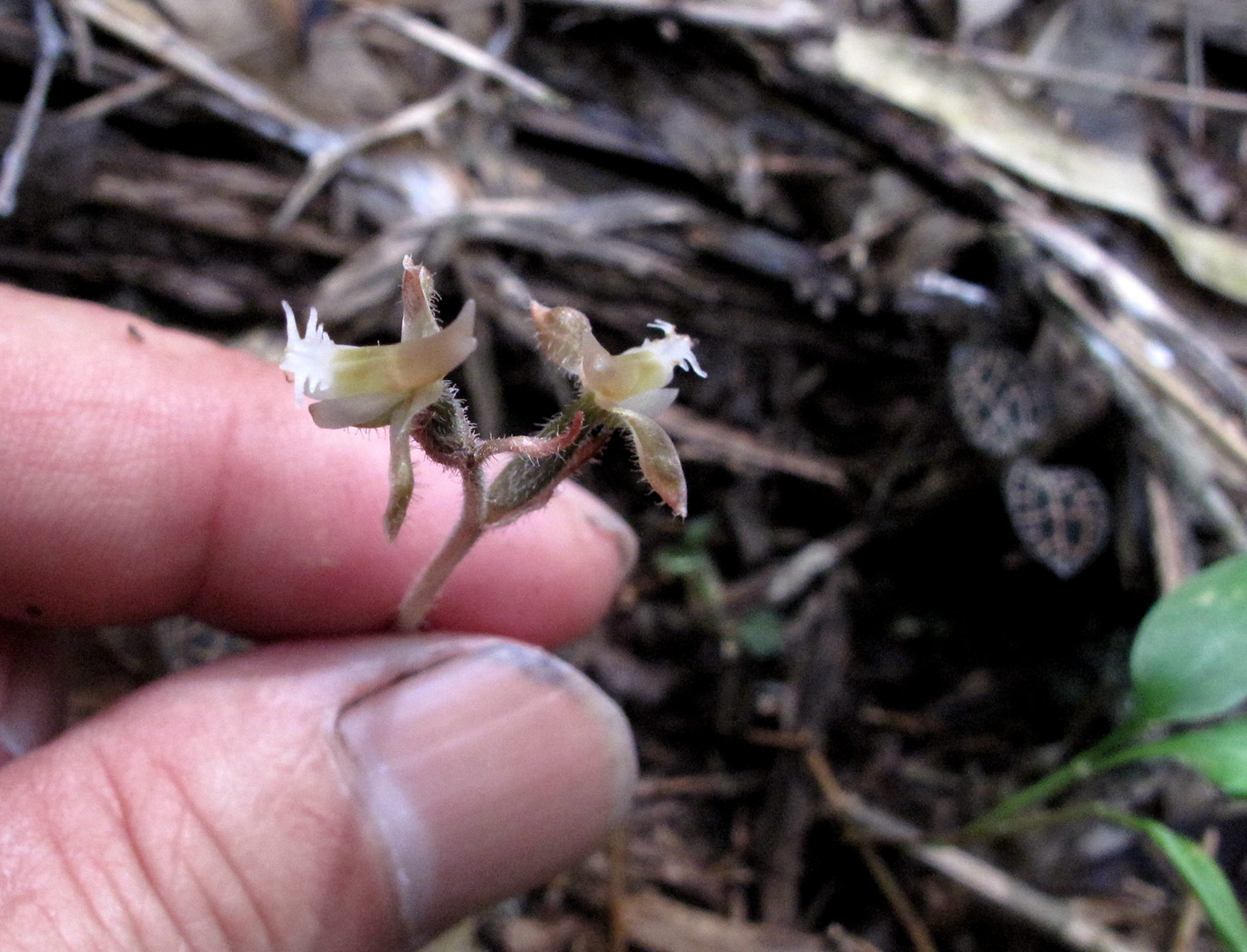 海曙龙观乡深山中首次发现珍稀兰科植物——浙江金线兰