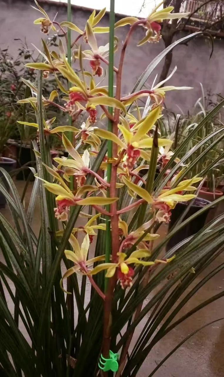 十大名贵兰花葱兰和韭兰的区别,十大名贵兰花视频