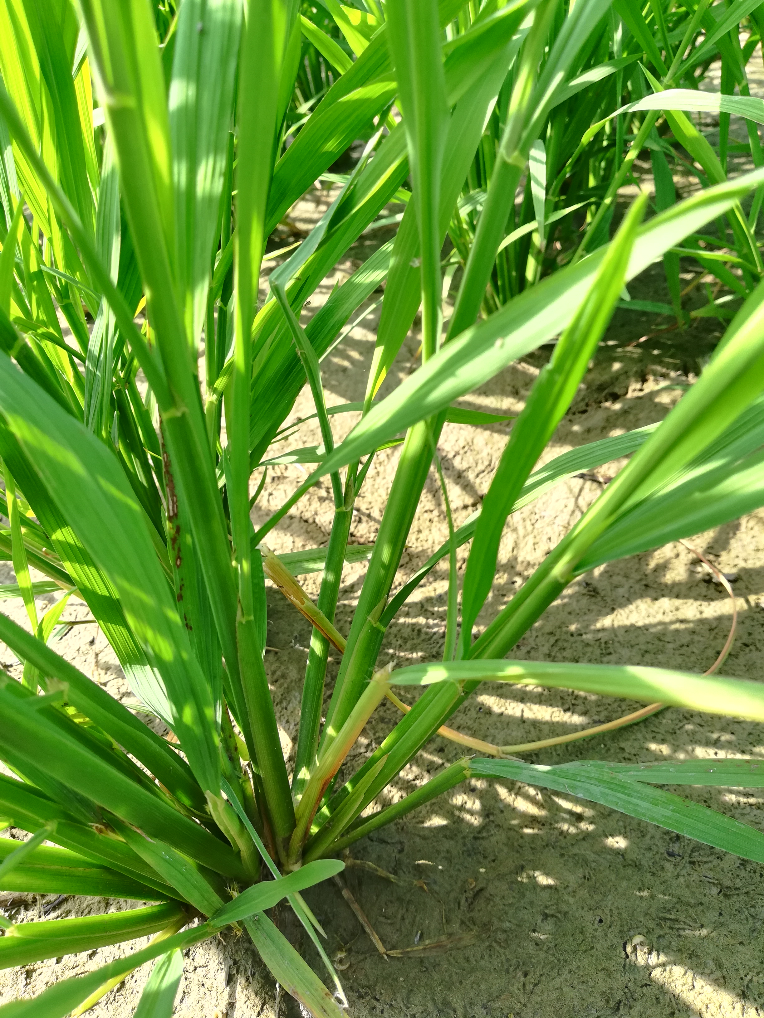 湖南省2023年水稻二化螟综合防控技术方案