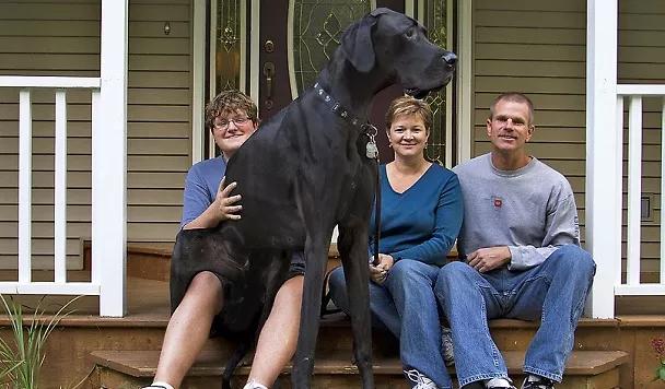 世界最大的狗要多少钱一只,世界上最大的狗狗排行榜第一名