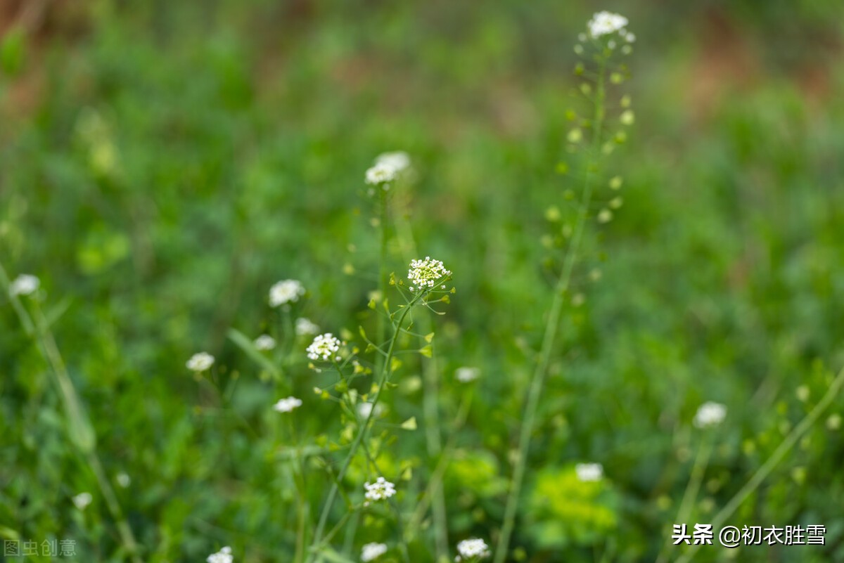 早春古诗最美的一句,早春小雨七绝