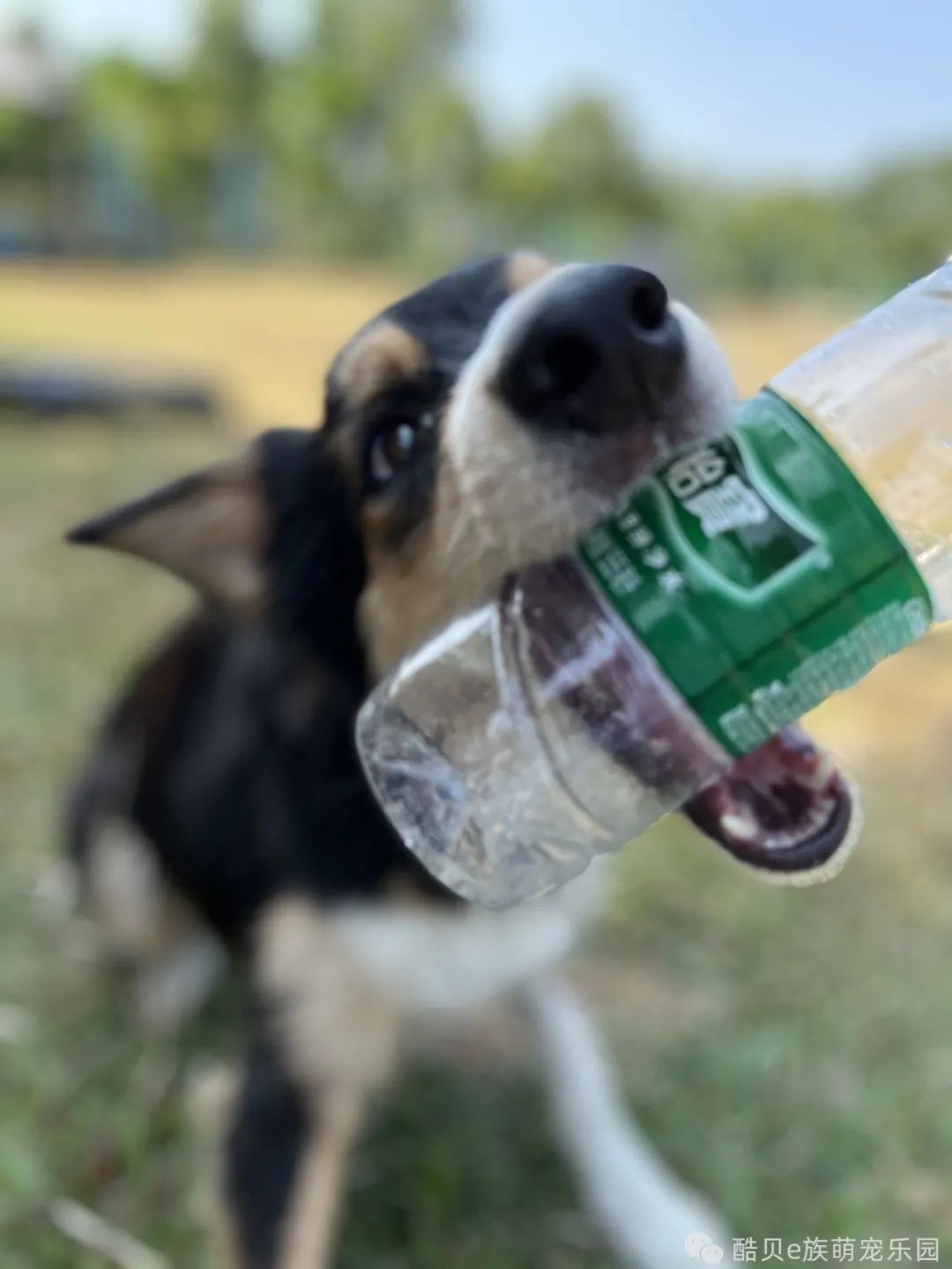 养狗误区123,养狗的误区