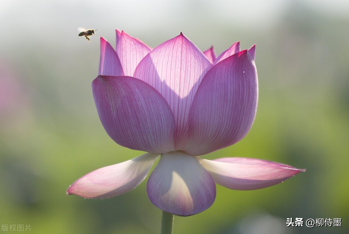 拍荷花怎么拍出高级感专业模式,如何拍出荷花高清图片