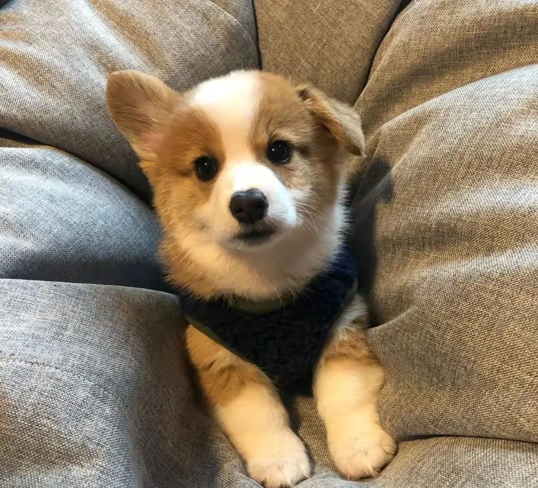 犬瘟抽搐怎么控制,犬瘟抽搐注射什么药