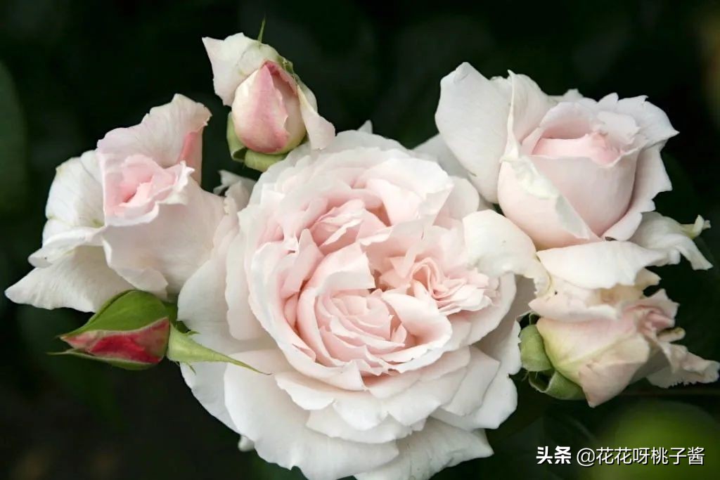 花期特别短暂开放好看的粉色月季,粉色可爱融化你的少女心月季