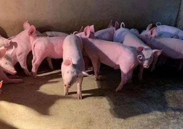 断奶仔猪拉稀怎么治最有效,仔猪断奶预防拉稀的好方法