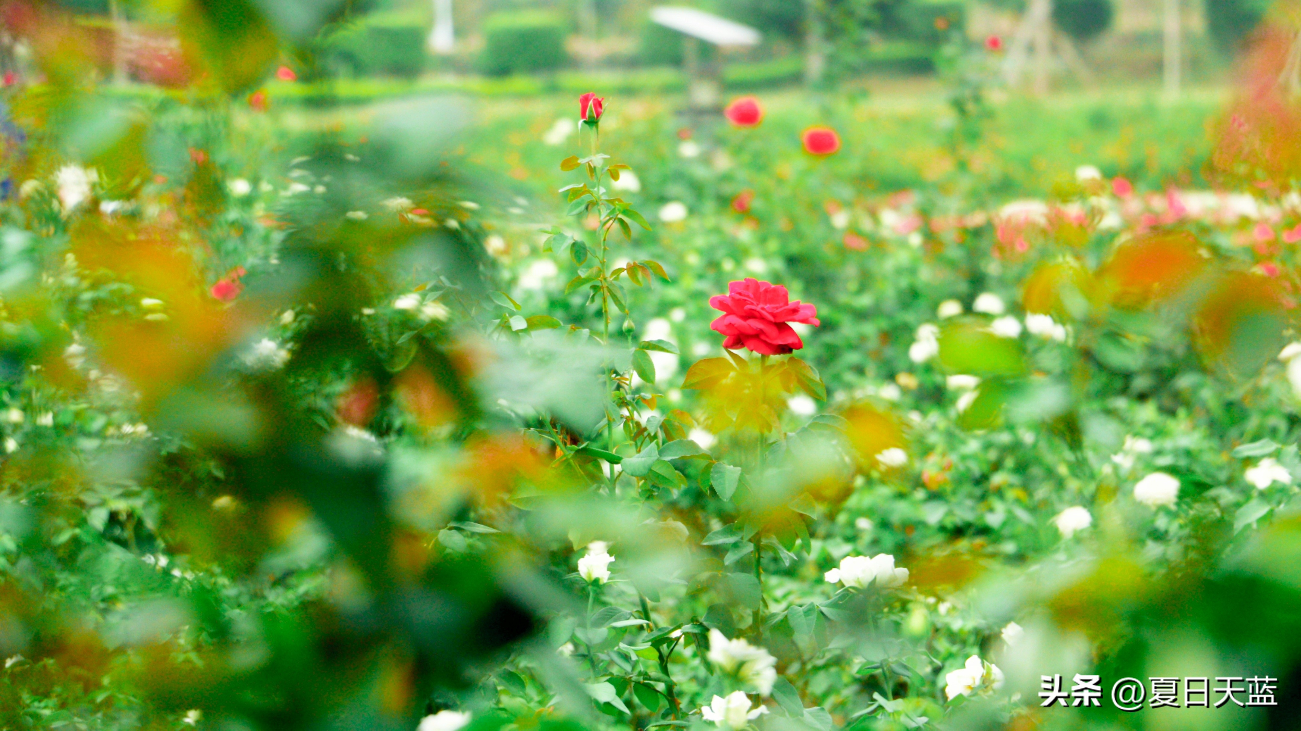 三亚度假最佳选择,三亚度假正确打开方式