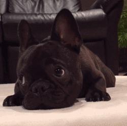 当狗狗的耳朵发炎甚至发臭......