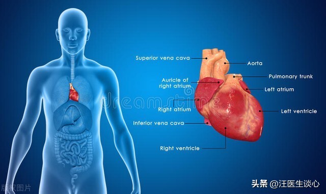 体检查出心脏增大是怎么回事,体检发现心室增大要紧吗