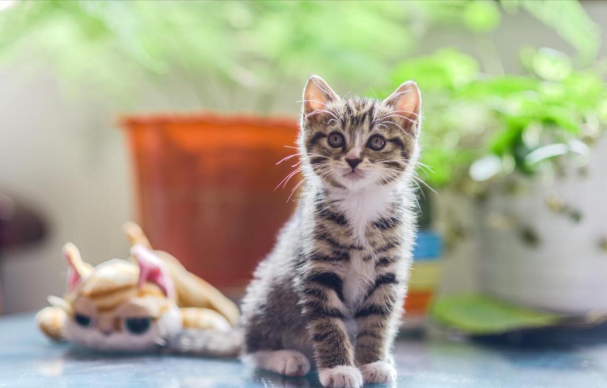 中华田园猫怎么养,中华田园猫为什么不建议养