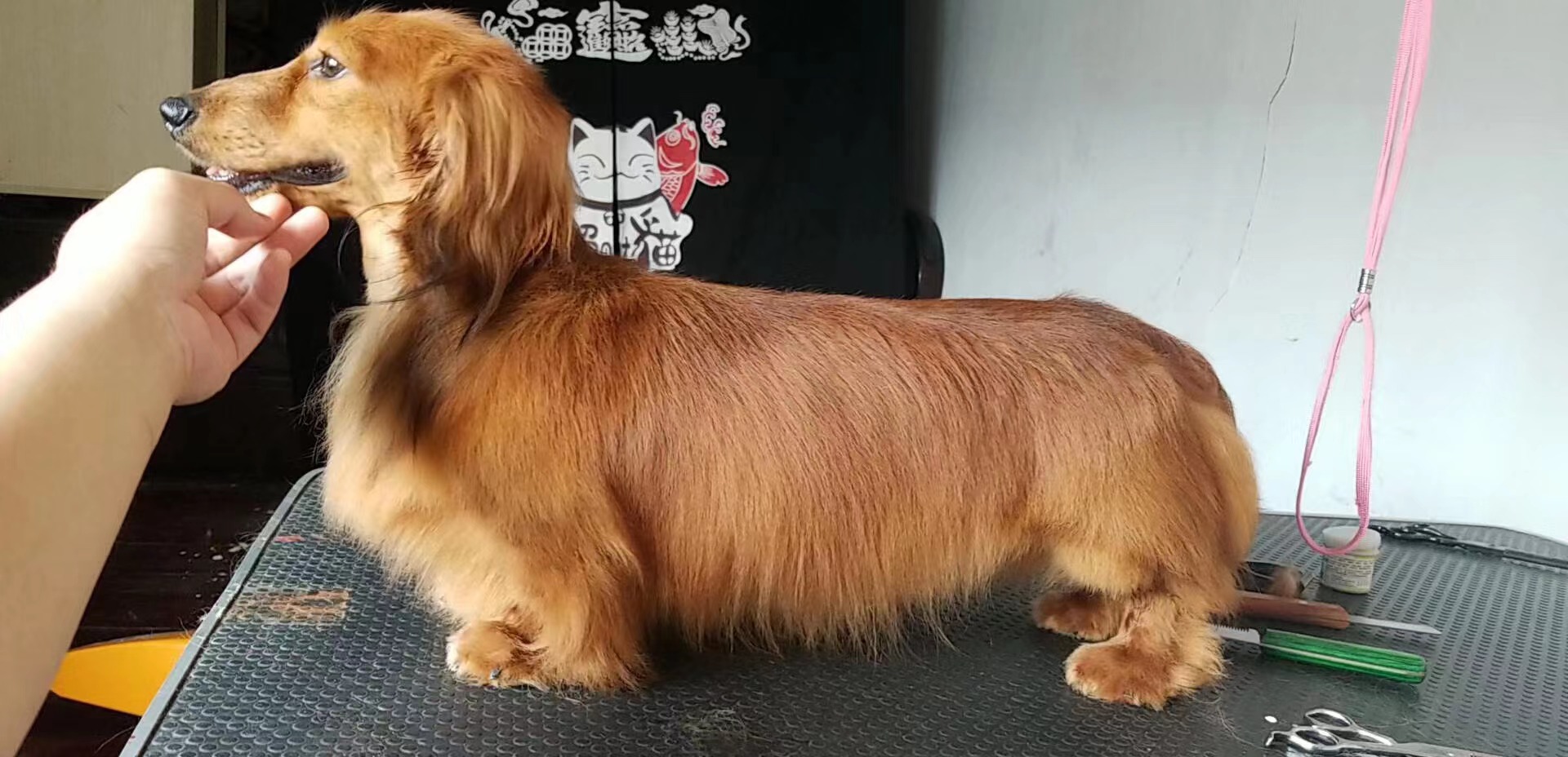 狗粮怎么挑选狗粮避坑指南,狗粮怎么选湿粮和干粮呢