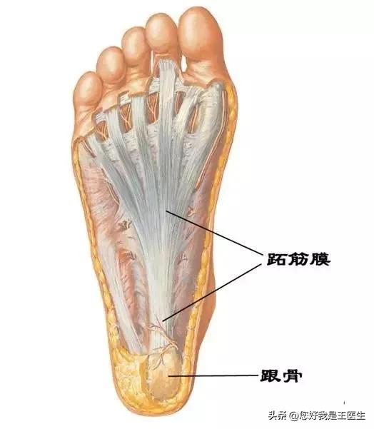 小腿酸胀痛放血疗法,小腿酸胀穴位疗法
