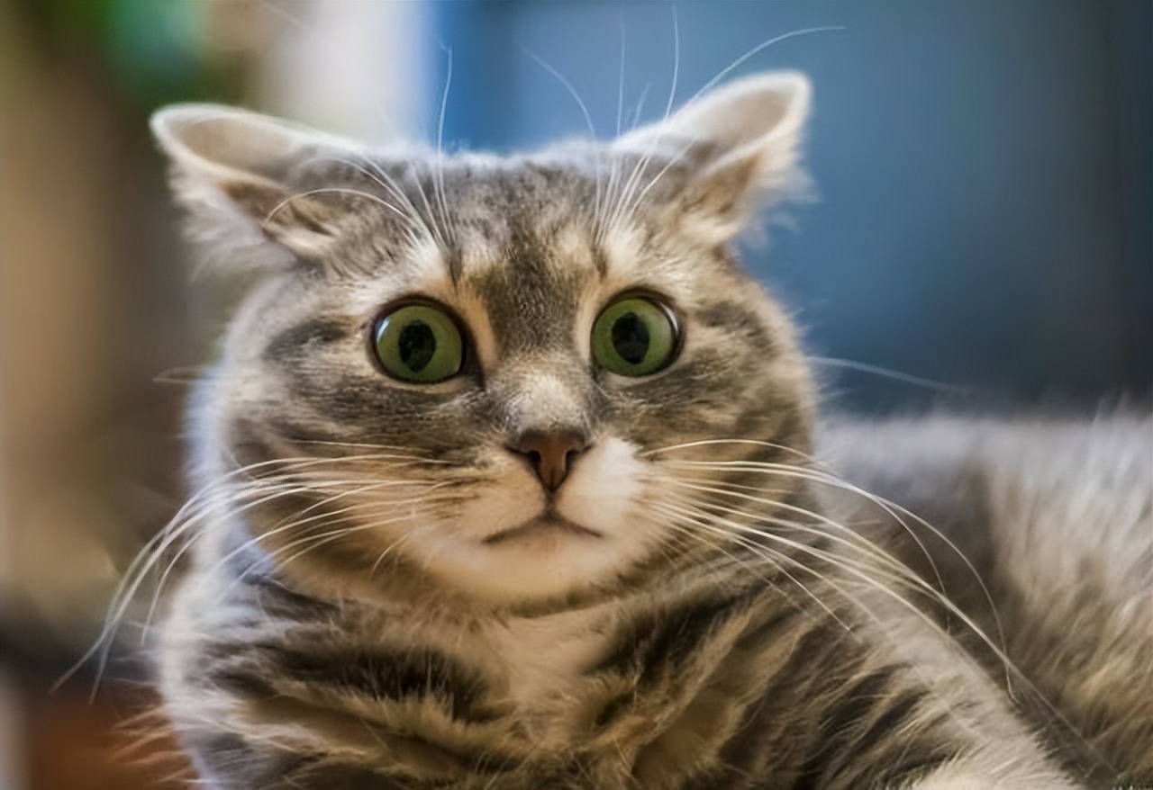 猫咪的胡须有什么作用需要剪吗,猫咪的胡子可以稍微剪掉一点点嘛