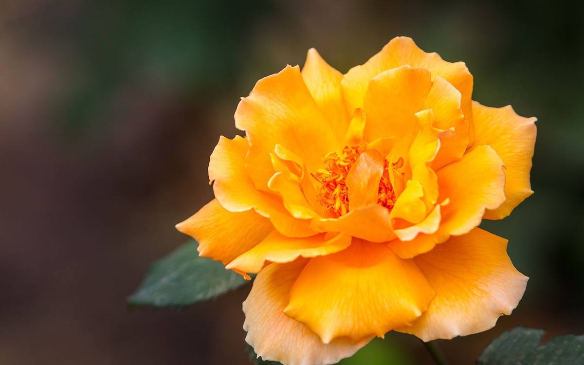 十天后运势好到爆的星座,80后近期星座运势