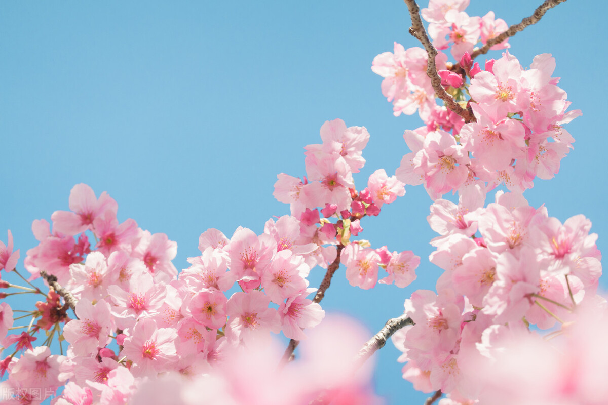 枝头烂漫，堆云叠雪，万顷开无际——樱花，岁岁花开树树春