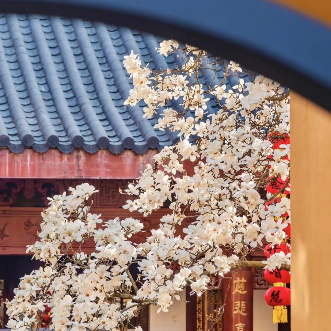 养花达人是怎样养花,养花达人攻略技巧大全