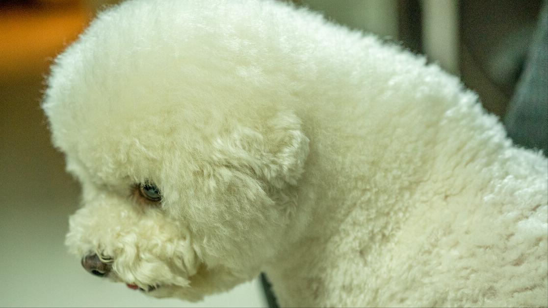 比熊泪痕怎么去除5个小窍门,比熊泪痕严重四大办法轻松消除