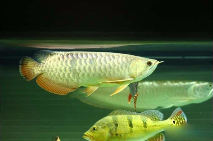 极品蓝底过背金龙,顶级蓝底过背金龙视频