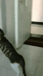 神回复：老鼠贴粘到的，吃了不会犯法吧？网友：自首，争取死缓