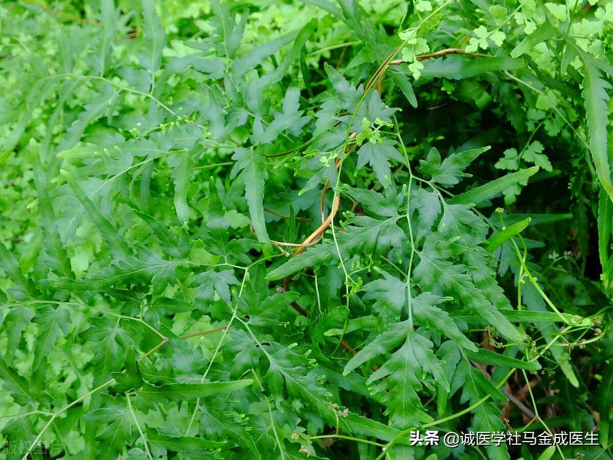 有助于消结石的中药,结石吃什么草药比较容易排出来