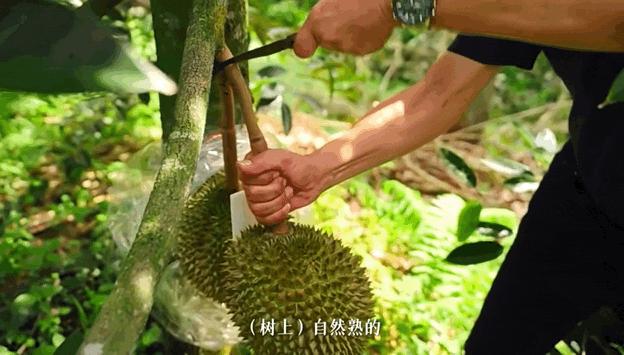 我国四大地理区域水果,中国什么地方热带水果多