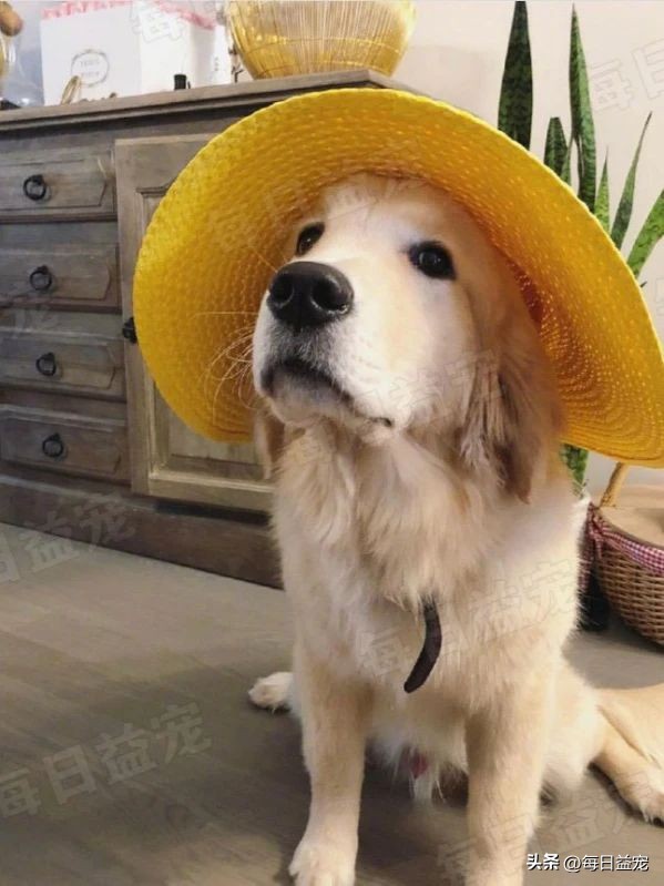 懂事金毛,金毛懂事