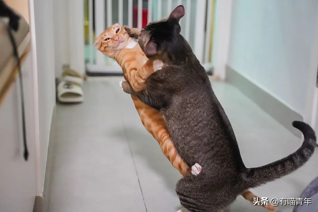 鑷粠鍏讳簡鐚氨鍐嶄篃娌℃湁涔拌繃琛ｆ湇,鑷粠鍏讳簡鐚氨娌＄粰鑷繁涔拌繃闆堕