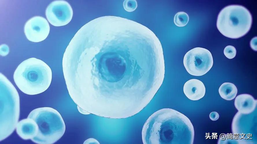 转基因兔子怎么生产,转基因克隆与胚胎发育的表现