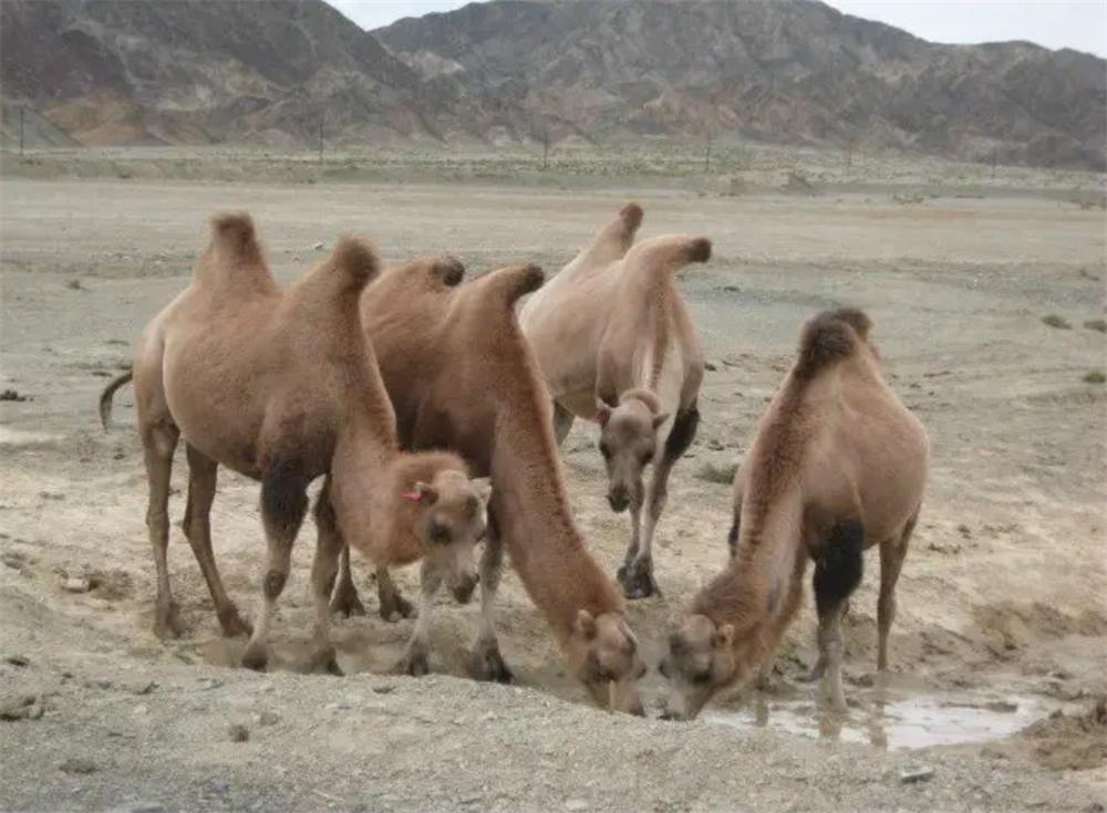 狼群围攻藏野驴400公斤,戈壁滩发现野生骆驼