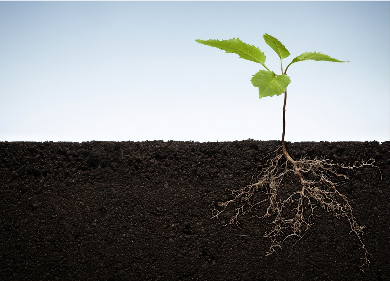 推荐营养土哪里靠谱,靠谱的营养土什么牌子好