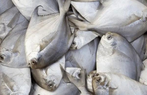 甲状腺一类要吃药吗,甲状腺患者一点海鲜也不能吃吗